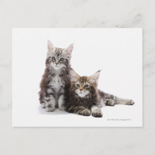 Två kattungar av Maine coon cat Vykort
