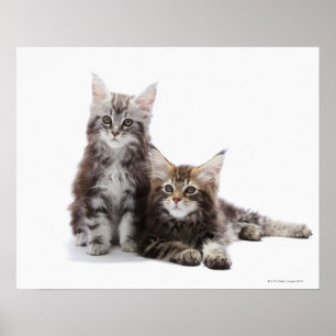 Två kattungar av Maine coonkatt Poster