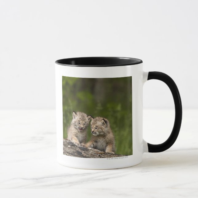 Två kattungar för Kanada lodjur (lodjuret Mugg (Höger)