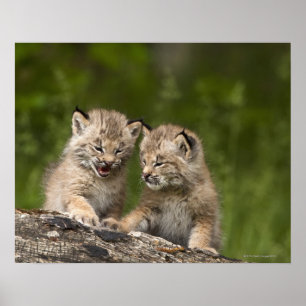 Två kattungar för Kanada lodjur (lodjuret Poster