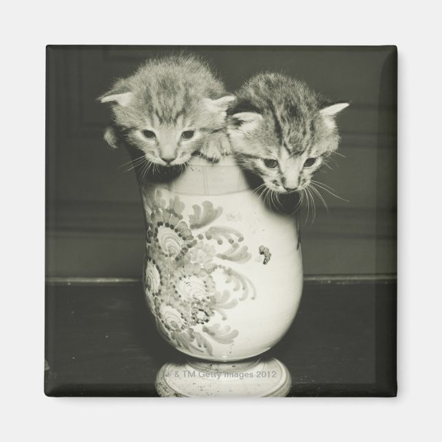 Två kattungar gömmande i vas, (B&W) Magnet (Framsidan)