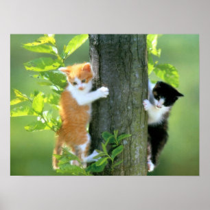 Två kattungar i ett träd poster