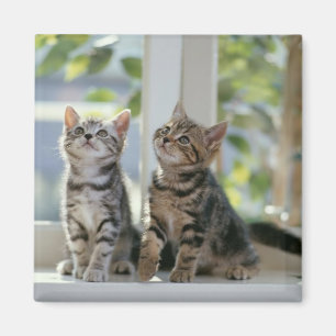Två kattungar magnet