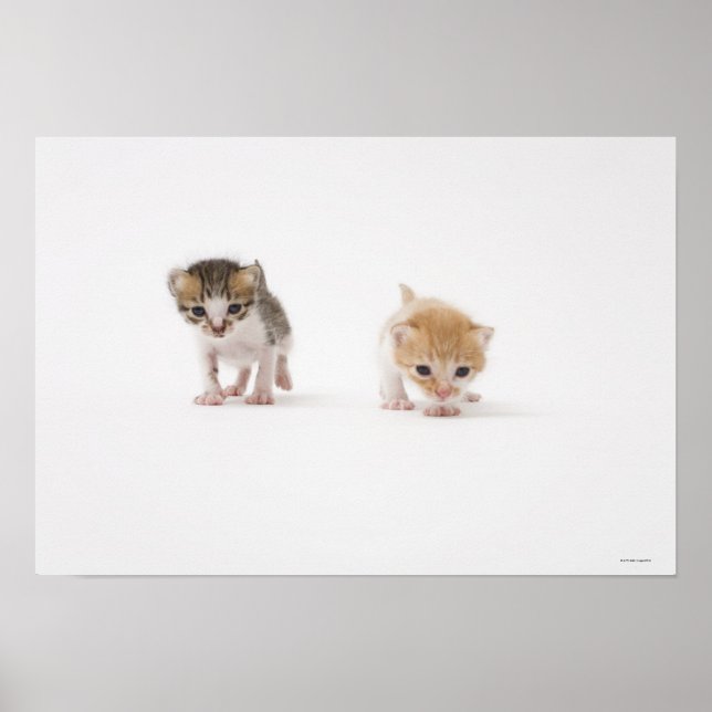 Två kattungar på vit bakgrund poster (Framsidan)