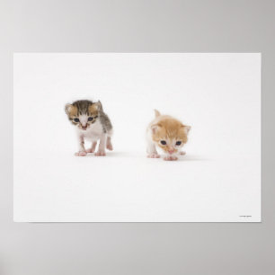 Två kattungar på vitbakgrund poster