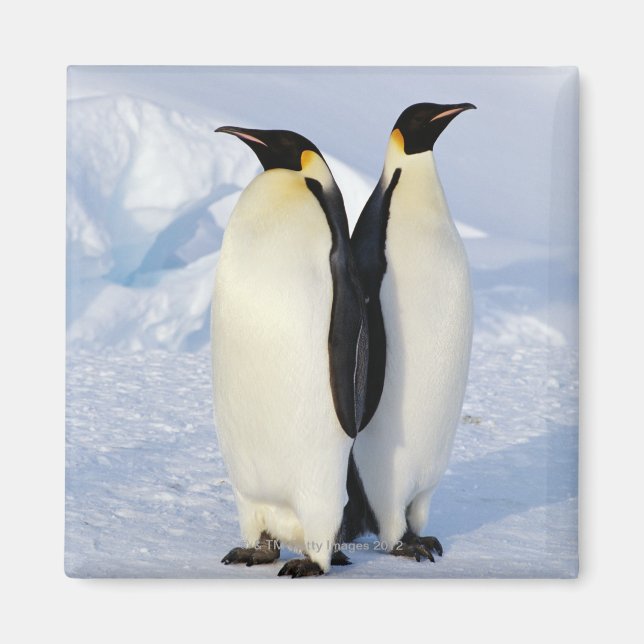Två kejsar Penguins i Antarctica Magnet (Framsidan)