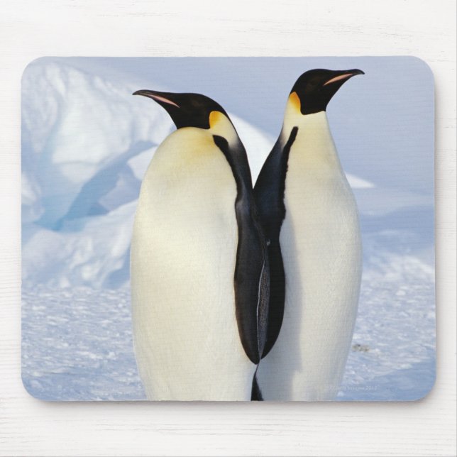 Två kejsar Penguins i Antarctica Musmatta (Framsidan)