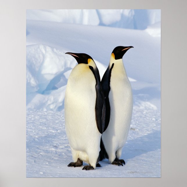 Två kejsar Penguins i Antarctica Poster (Framsidan)