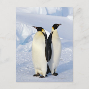 Två kejsar Penguins i Antarctica Vykort