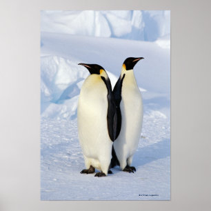 Två kejsarepingvin i Antarktis Poster