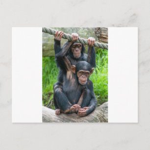 Två kinkiga baby-chimpar spelar vykort