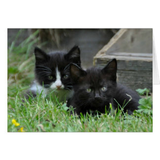 Två Kittens sida vid sida Hälsningskort