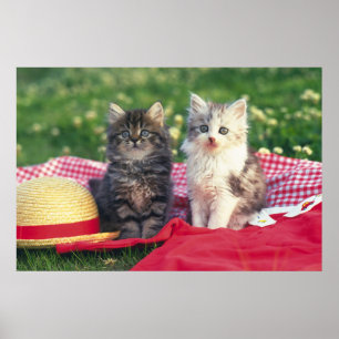 Två kittens Sitta på en röd Färgad-rulle Poster