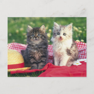 Två kittens Sitta på en röd Färgad-rulle Vykort