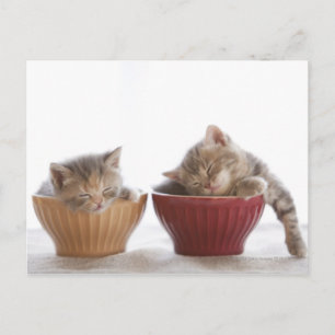 Två kittens som sover i Bowls Vykort