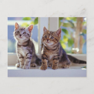 Två Kittens Vykort