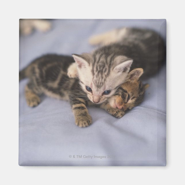 Två kitton magnet (Framsidan)