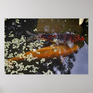 Två Koi i Pond Poster