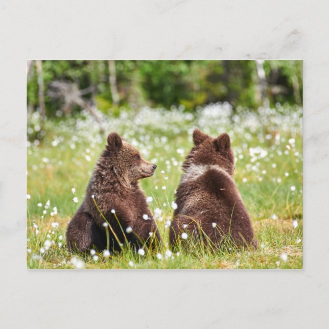 Två kompisars vykort (Framsida)