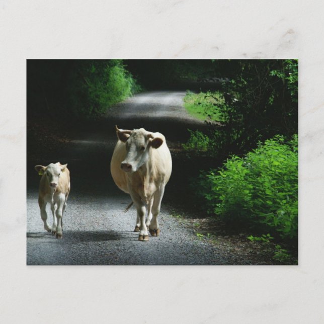 Två kor på grimvykortet vykort (Framsida)