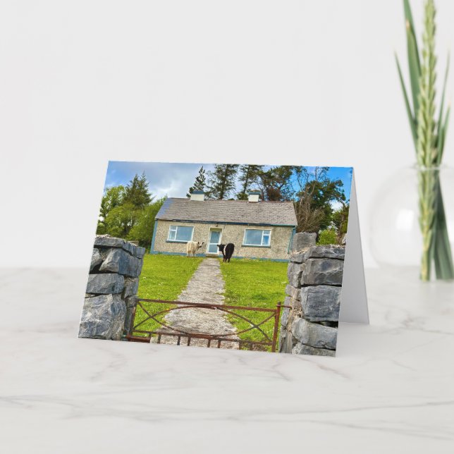 Två kor Vykort (Framsida)
