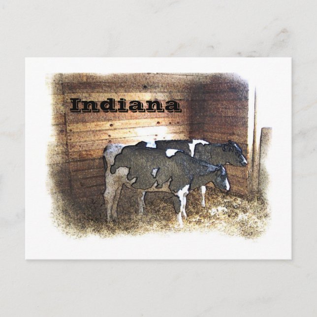 Två kor vykort (Framsida)