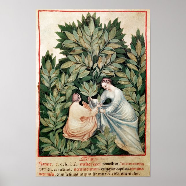 Två kvinnor som plockar sage från Tacuinum Poster (Framsidan)
