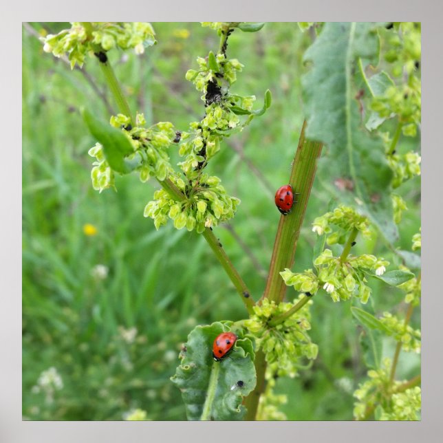 två ladybuggar poster (Framsidan)