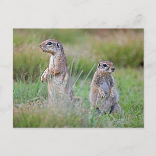 Två larmnummer, Ground Squirrels, Jamestown Distri Vykort (Framsida)
