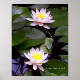 Två lätta Vatten-liljor Poster