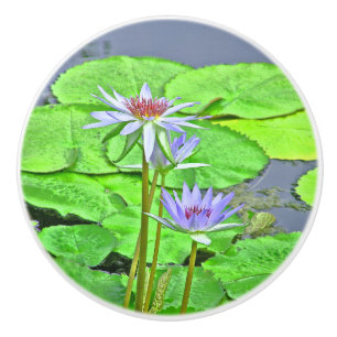 TVÅ LAVENDER LOTUS-BLOMMAR &GRÖNT LILY-DYNOR KNOPP