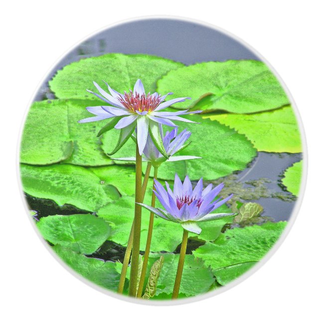 TVÅ LAVENDER LOTUS-BLOMMAR &GRÖNT LILY-DYNOR KNOPP (Framsidan)