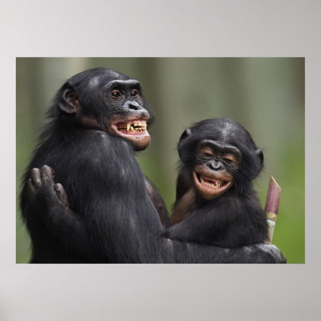 Två leende Bonobos Poster (Framsidan)