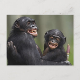 Två leende Bonobos Vykort