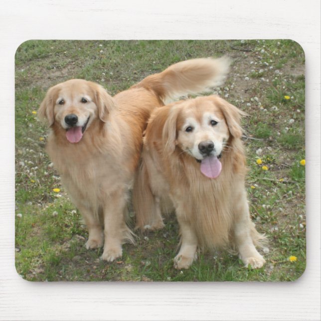 Två leende Golden Retriever Hundar i parken Musmatta (Framsidan)