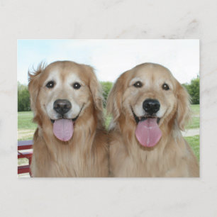 Två leende Golden Retrievers säger bara hej Vykort