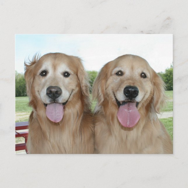 Två leende Golden Retrievers säger bara hej Vykort (Framsida)