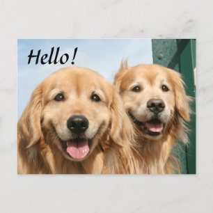 Två leende Golden Retrivers Hej Vykort