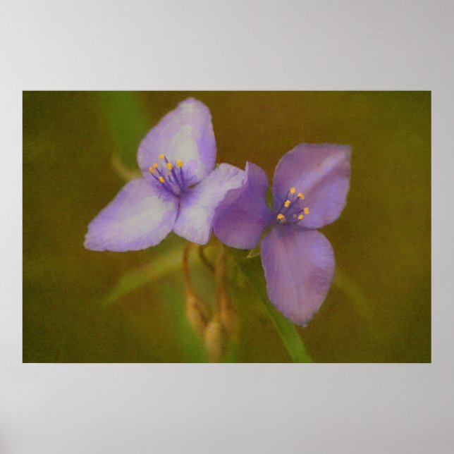 Två Lila blommor Art Wildblomma Poster (Framsidan)