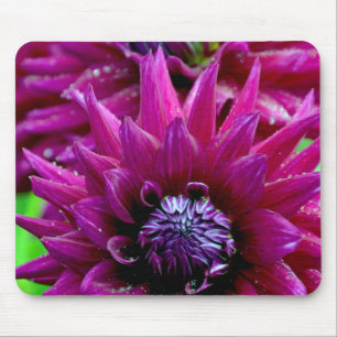 Två lila dahlias-blommor i blomning musmatta