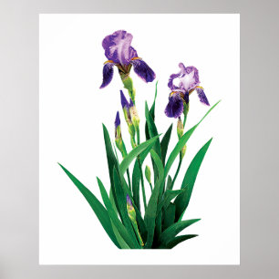 Två Lila Irises Poster