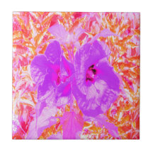 Två Lila och Shock rosa Plum Crazy Hibiscus