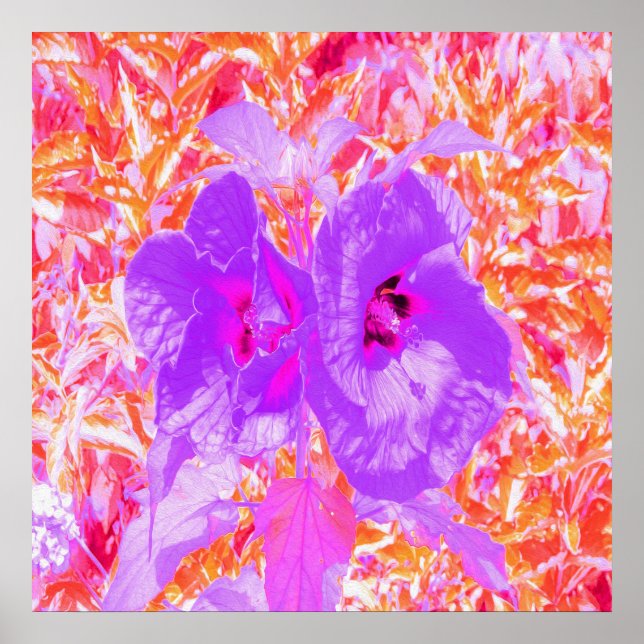 Två Lila och Shock rosa Plum Crazy Hibiscus på Red Poster (Framsidan)