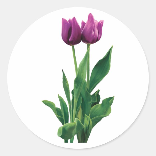 Två Lila Tulips Runt Klistermärke (Framsida)