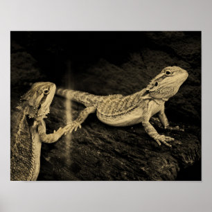 Två Lizards Poster