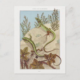 Två Lizards Vintage Fauna Illustration Vykort