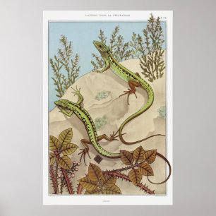 Två lizards Vintage Illustration Art Poster