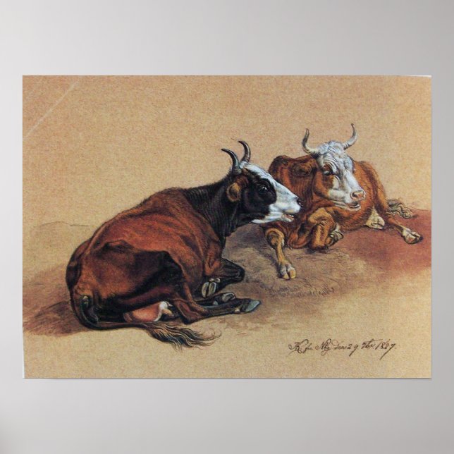 TVÅ LJUGANDE COWS POSTER (Framsidan)