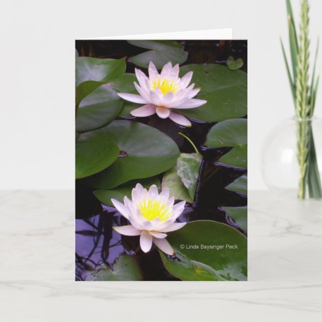 Två ljusa näckrosor kort (Framsida)