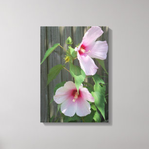 två ljusa rosa hibiscus-blommor canvastryck